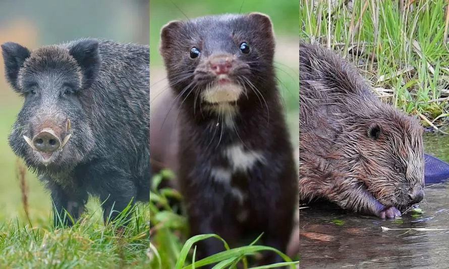 El impacto de las especies exóticas invasoras en Chile