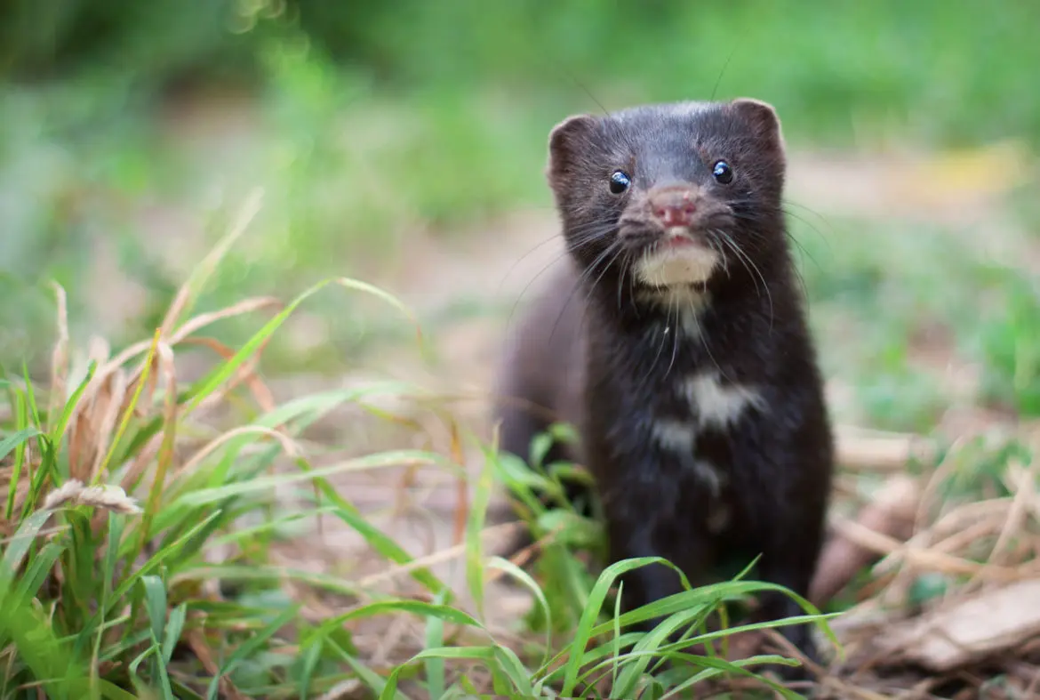 Visón americano, una especie exótica invasora en Chile