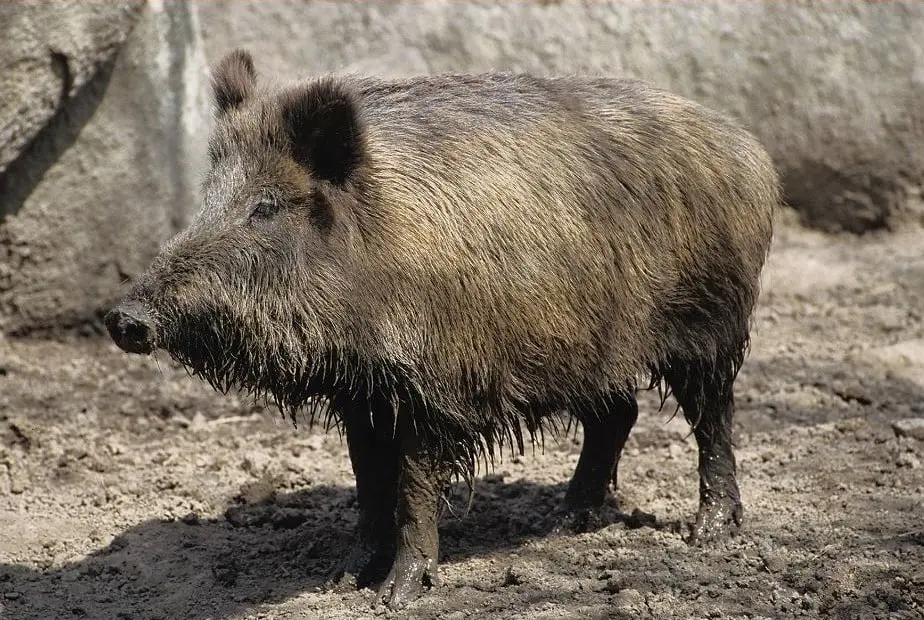 ¿Cómo se convierte una especie en invasora?