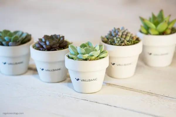 Plantas en macetas recicladas
