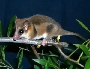 Caracteristicas de el Monito de Monte.