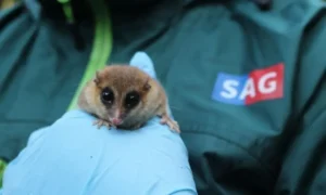 Rescate y conservación del monito del monte