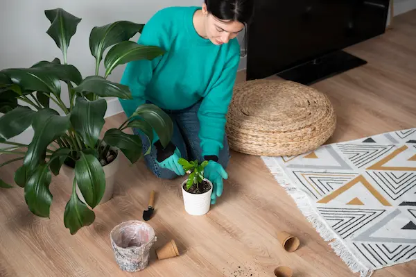 Señorita colocando sus plantas en macetas