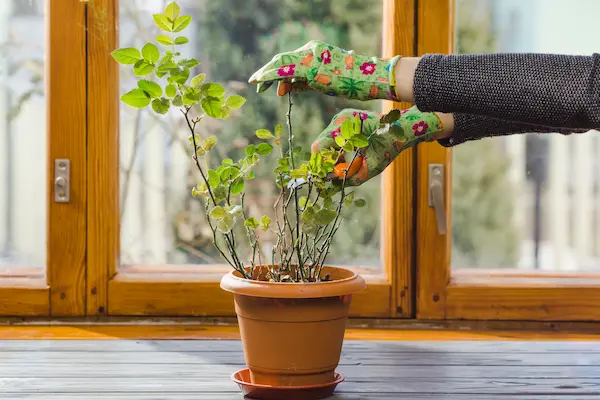 Persona cuidando una planta