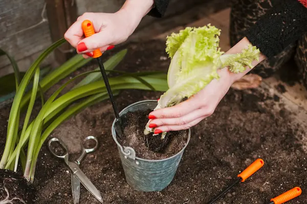 Señorita plantando una lechuga
