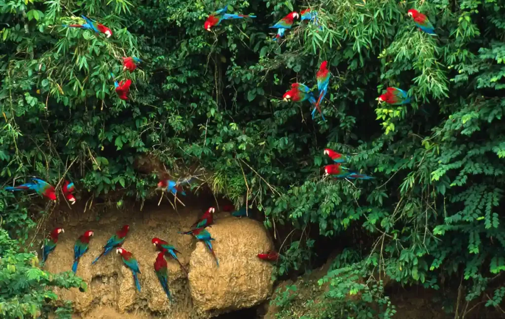 cuáles son las áreas protegidas de la amazonía