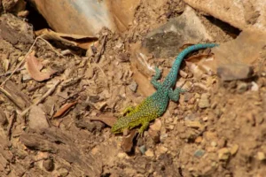 15. Biodiversidad