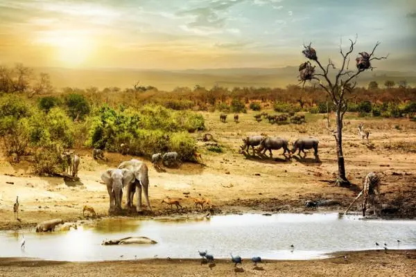 hábitat de los animales biodiversidad especies ecosistemas equilibrio natural
