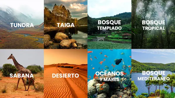 hábitat de los animales selva desierto bosque océano ecosistemas del mundo