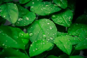 Cómo plantar para gastar menos agua después