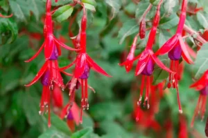 Plantas medicinales nativas de Chile ¿convienen en un jardín seco