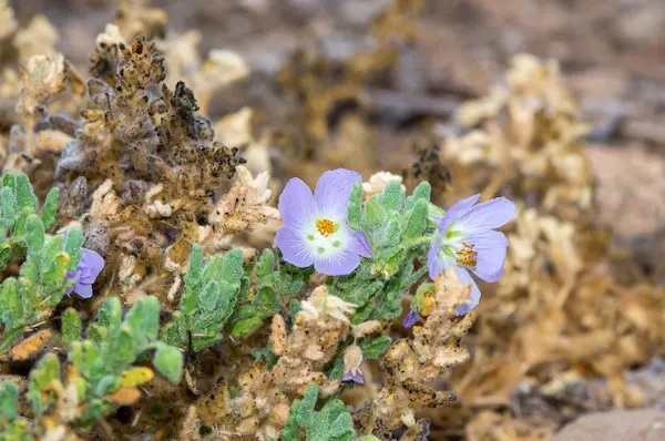 Plantas nativas de Chile para jardines que necesitan menos agua