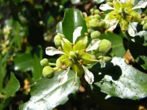 Plantas nativas de Chile recomendables para un jardín de bajo riego